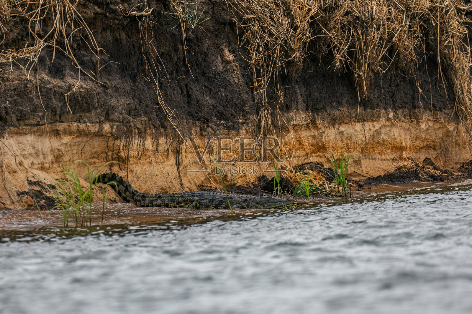 赞比西河岸的尼罗鳄（Crocodylus niloticus）照片摄影图片