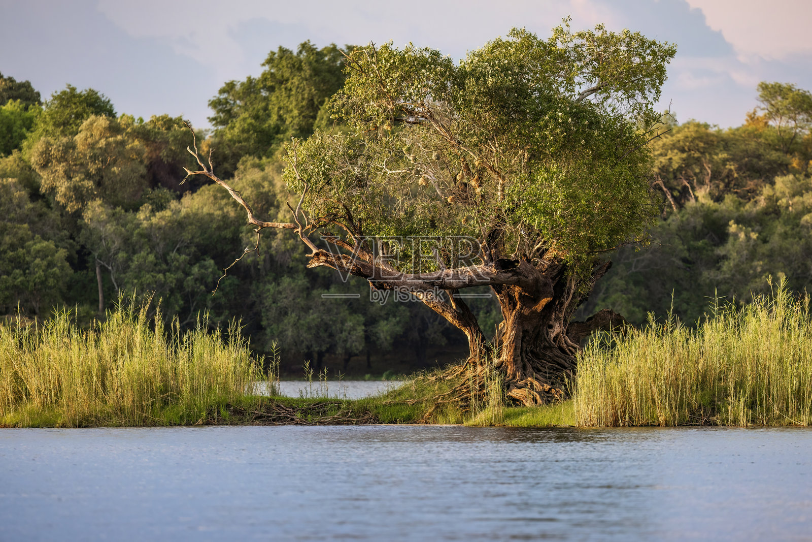 维多利亚瀑布附近的河岸岛上的古树 – 赞比亚照片摄影图片