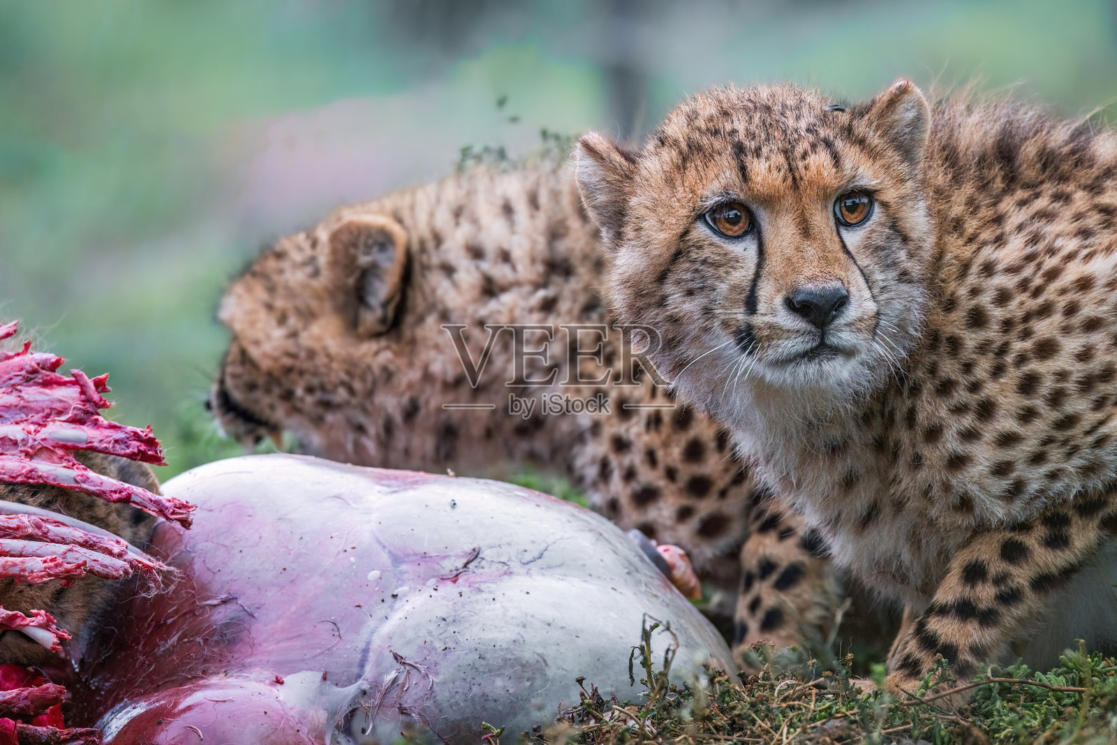 年轻的猎豹（Acinonyx jubatus）在非洲灌木丛中享用新鲜猎物照片摄影图片