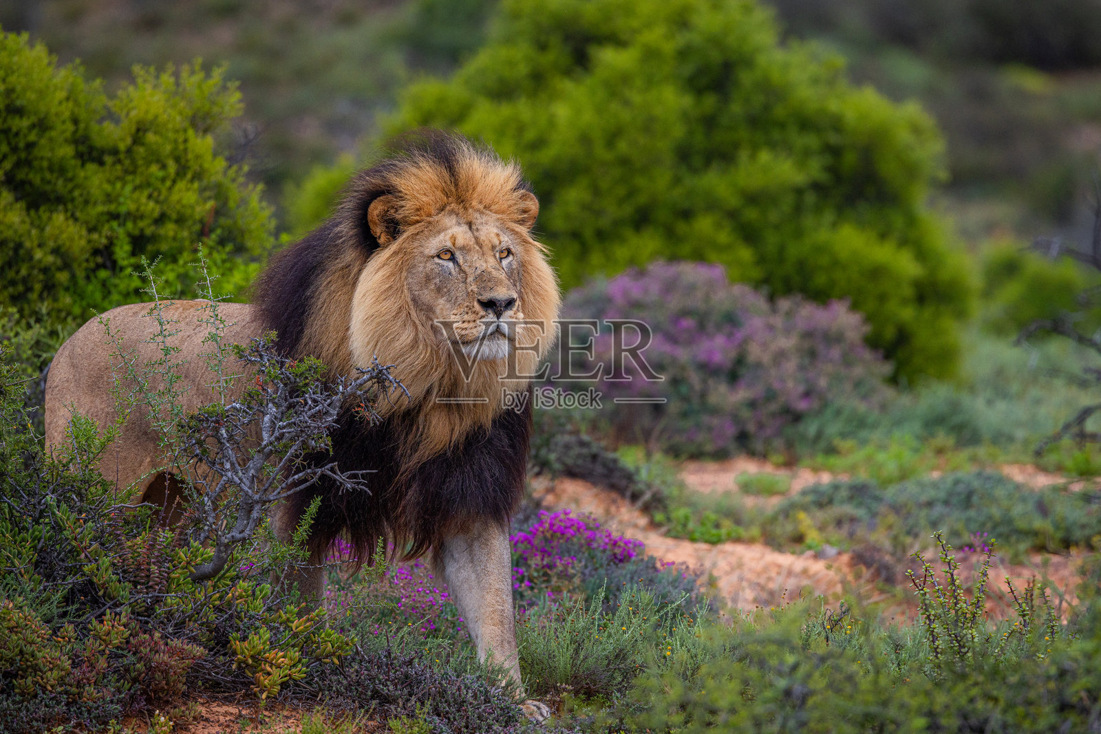 雄狮（非洲狮）从非洲灌木丛中走出照片摄影图片