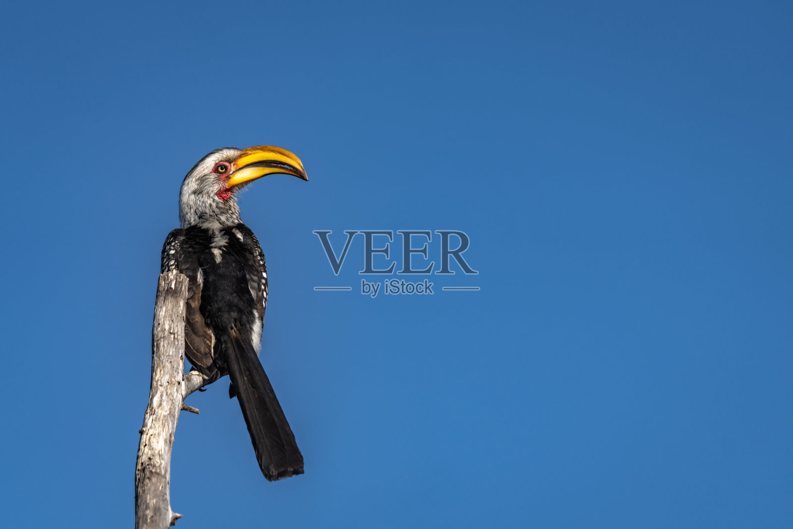 南方黄嘴犀鸟栖息在树枝上照片摄影图片