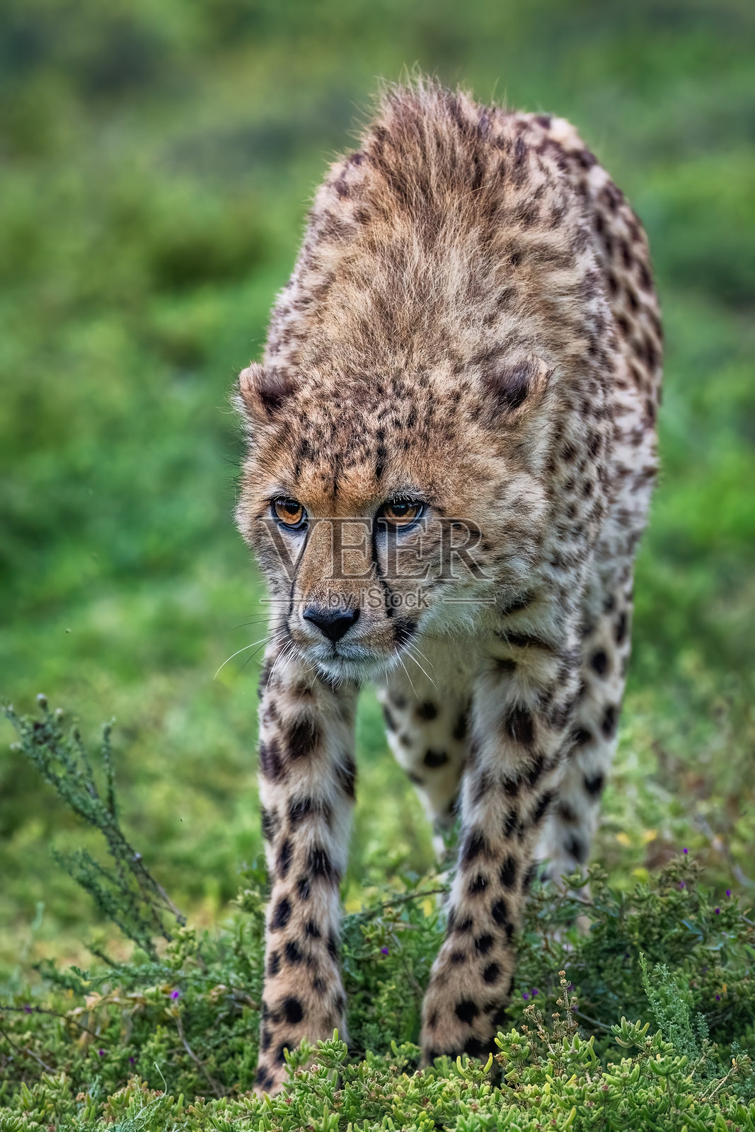 非洲荒野中潜行的猎豹（Acinonyx jubatus）照片摄影图片