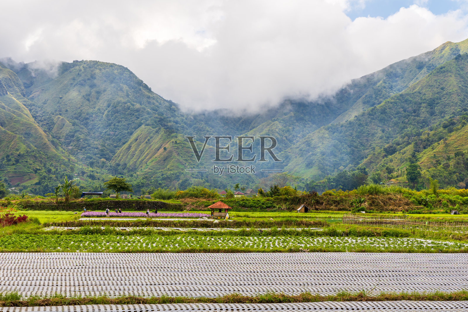 印度尼西亚龙目岛布基特塞隆的稻田照片摄影图片