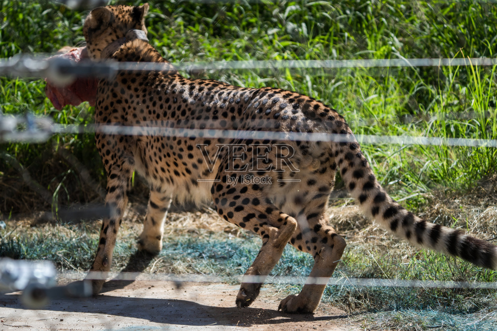 栅栏后面的猎豹照片摄影图片
