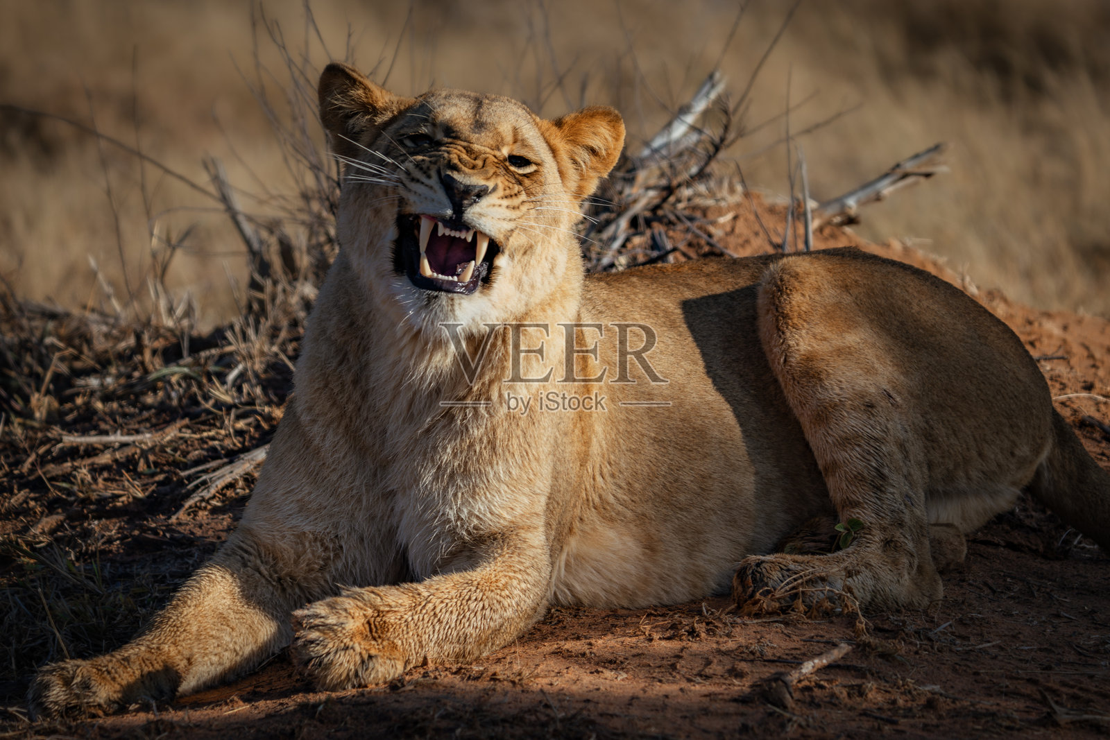 顽皮的狮子母在阳光下懒洋洋地休息照片摄影图片
