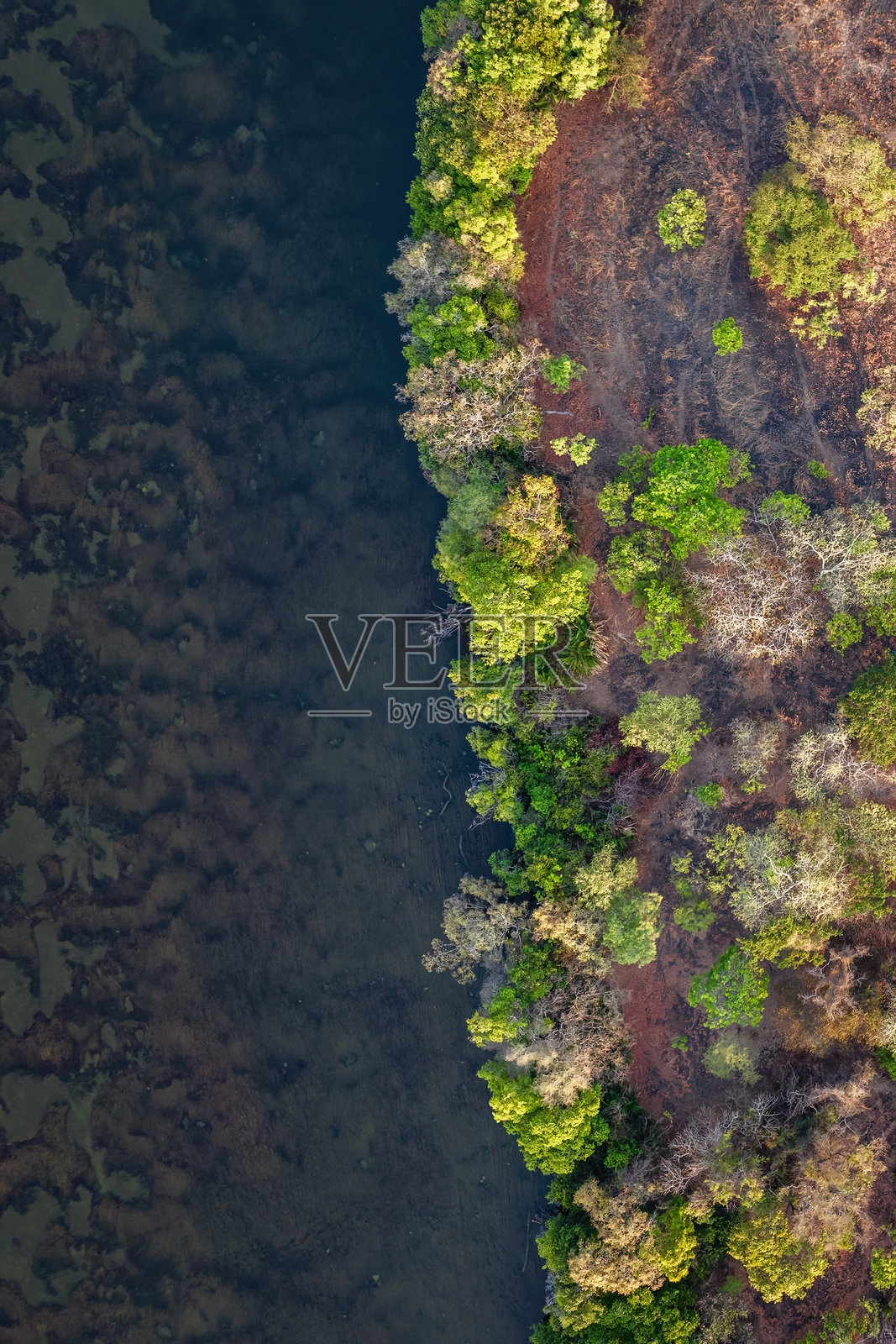 郁郁葱葱的河边植物的俯视图照片摄影图片