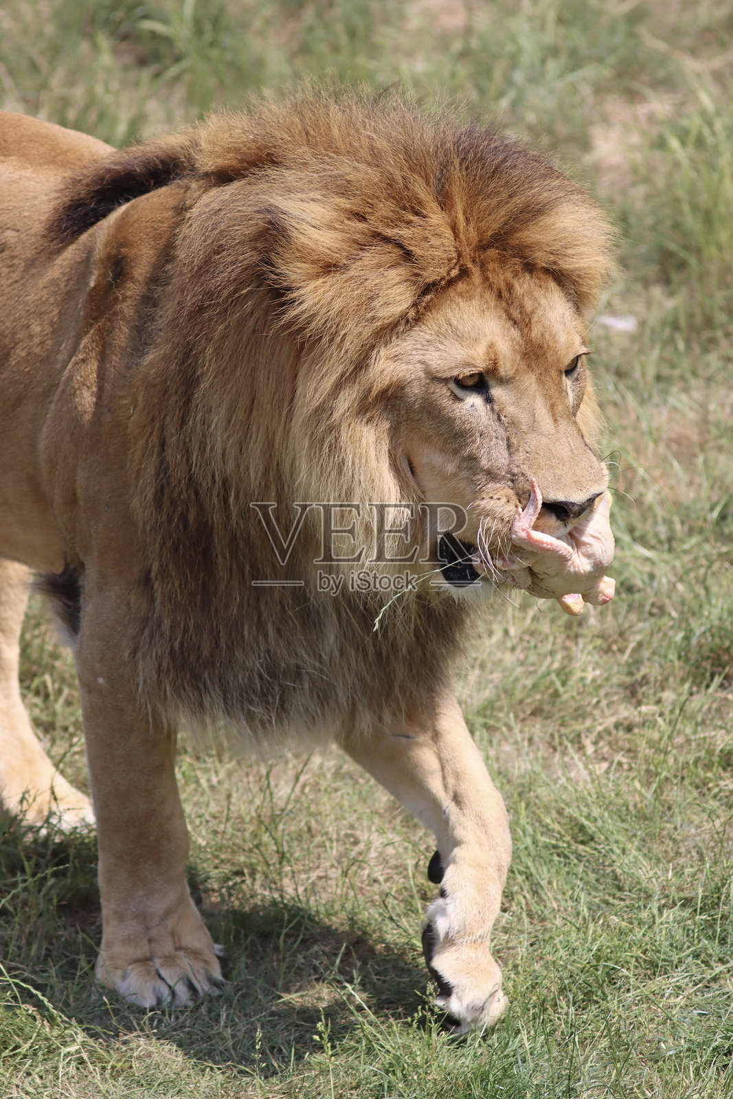 狮子在吃生鸡肉照片摄影图片