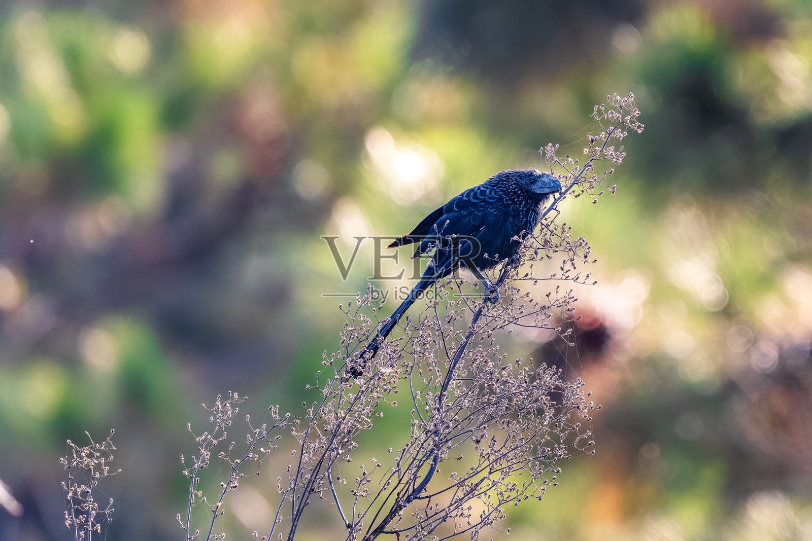 巴西乡村野生动物照片摄影图片