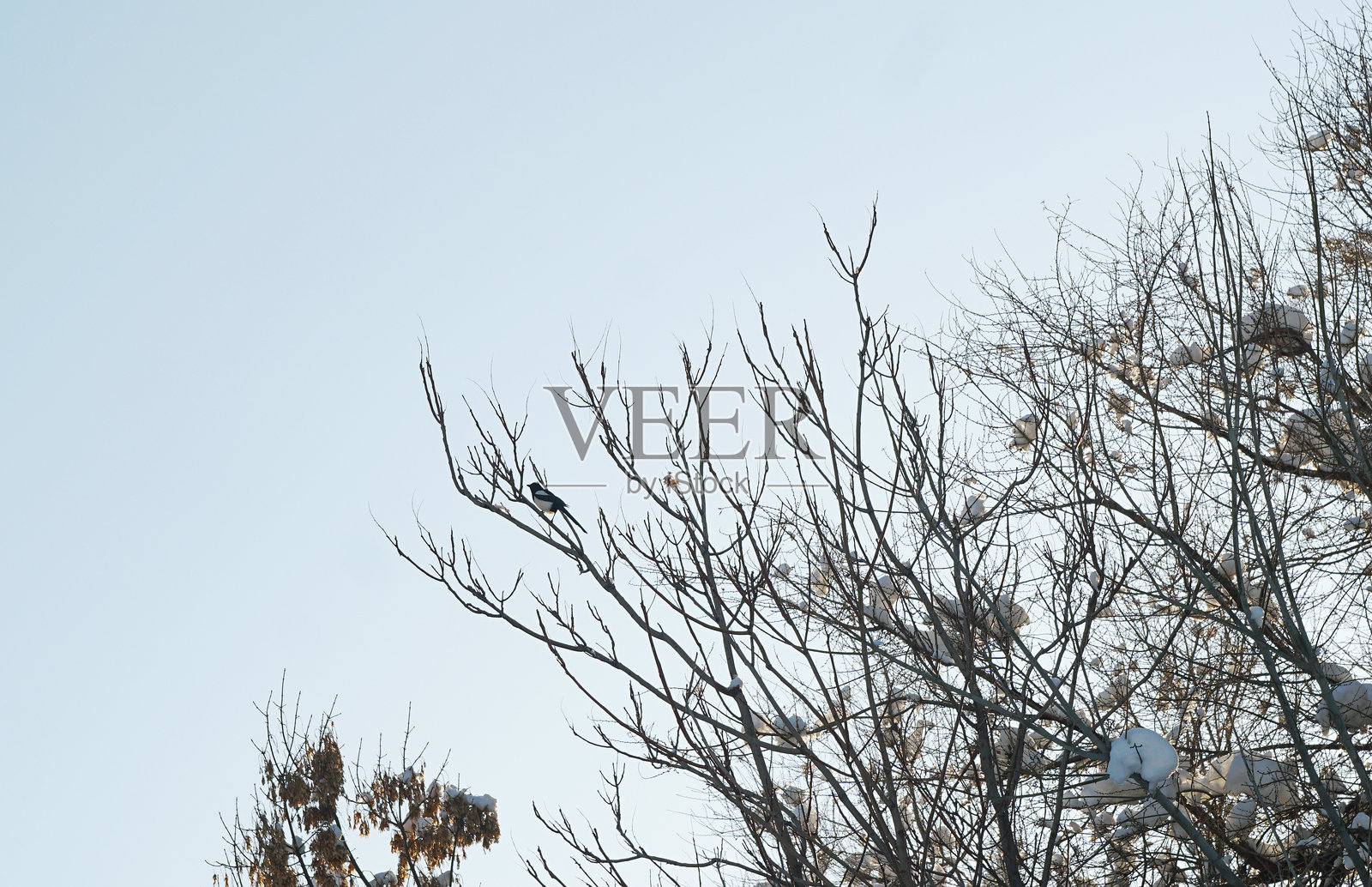 远处树枝上的乌鸦照片摄影图片