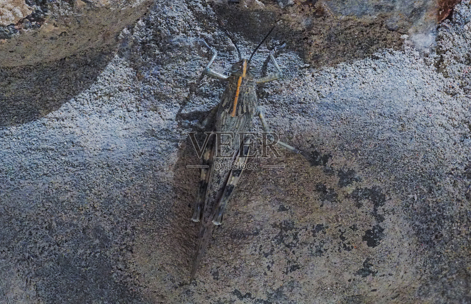 一只大蝗虫在岩石上照片摄影图片