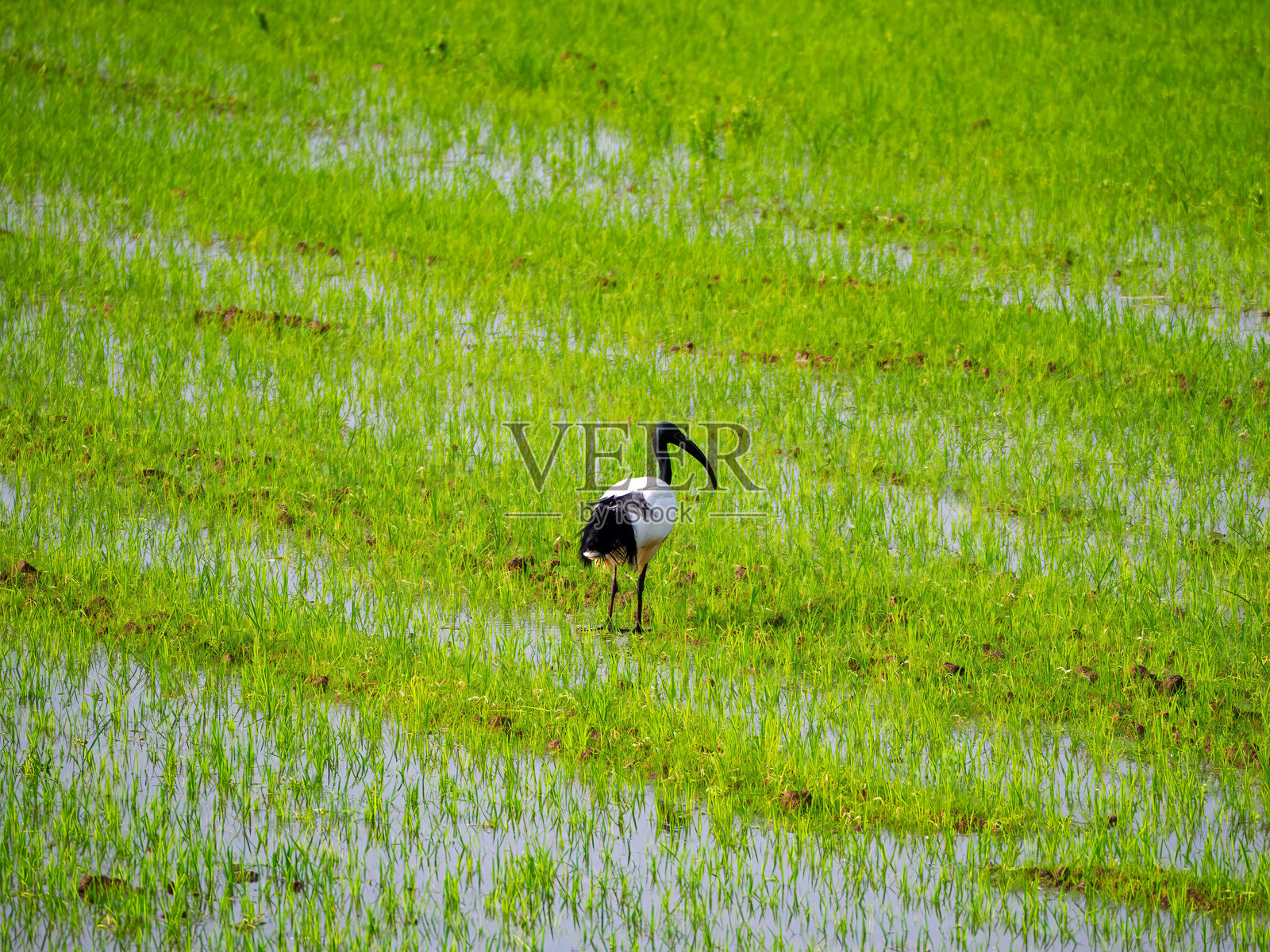 在意大利米兰的加吉亚诺附近的纳维利奥大运河沿岸的稻田中，神圣鹮（Threskiornis aethiopicus）照片摄影图片