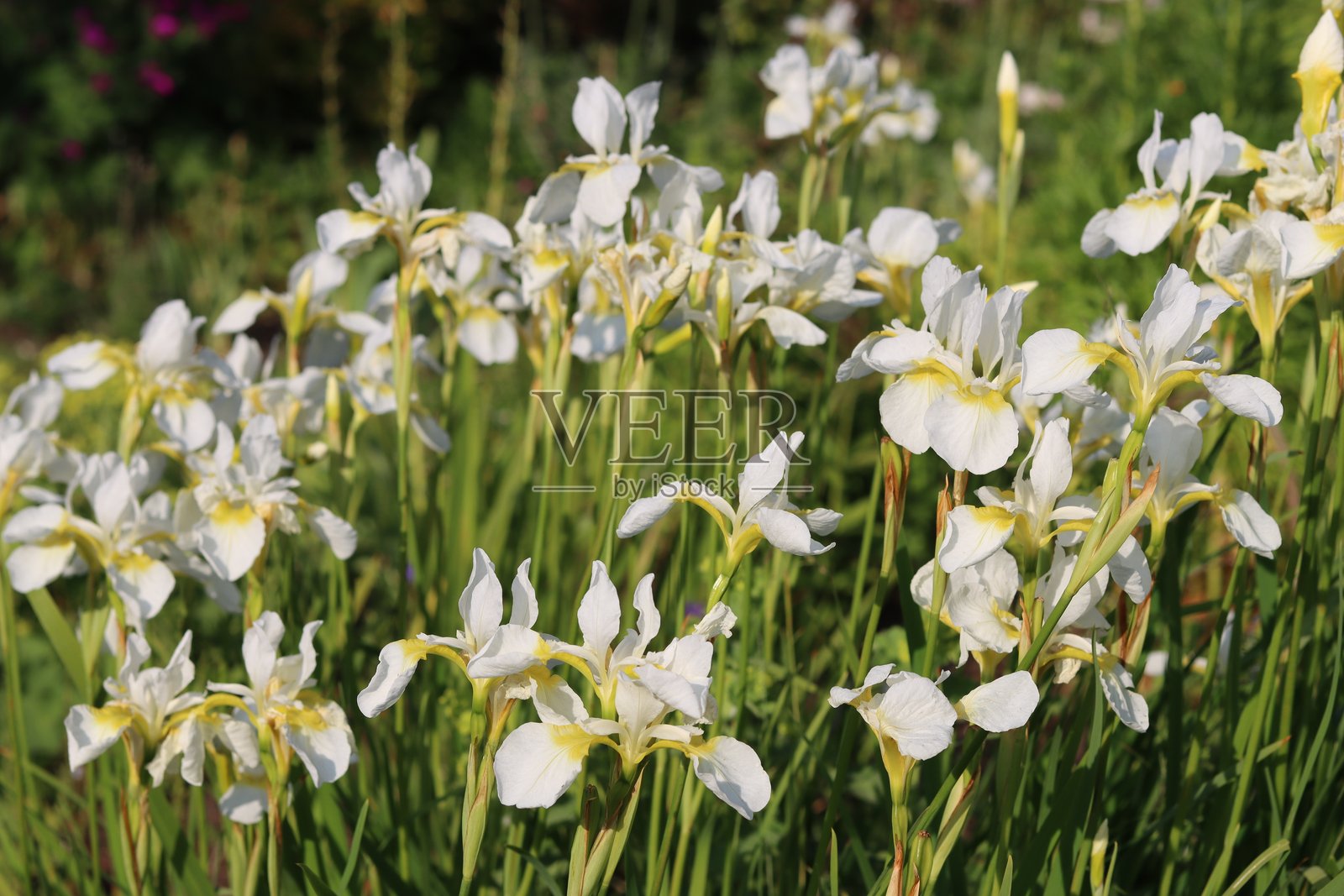 白色的西伯利亚鸢尾花在花园中照片摄影图片