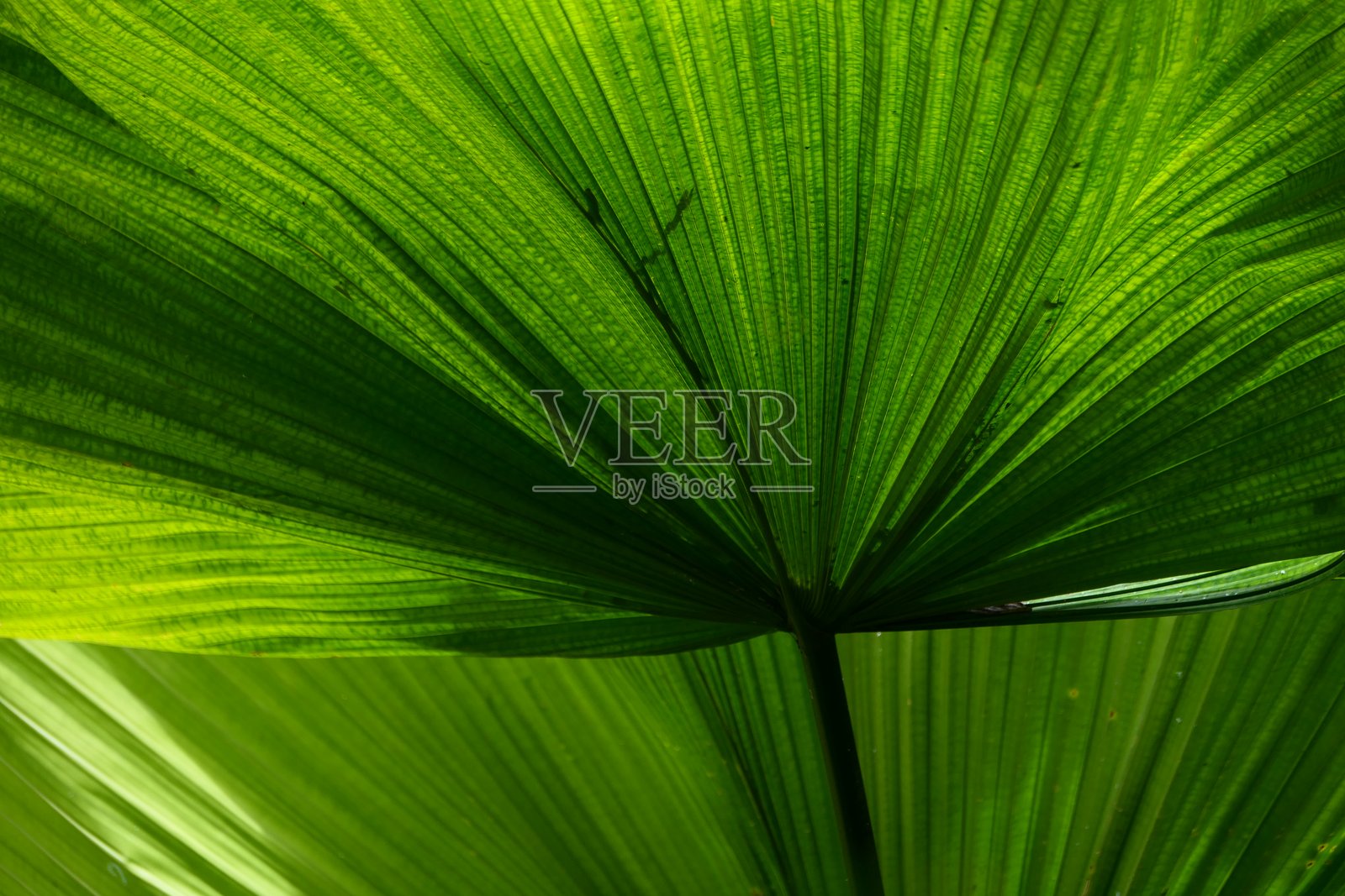 叶子：拉帕尔马岛，加那利群岛照片摄影图片