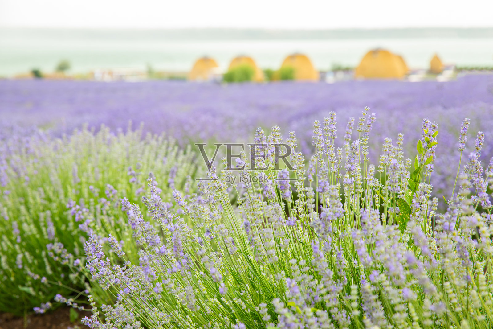 薰衣草田。芬芳的薰衣草花朵。自然风景。自然景观构图。盛开的薰衣草。芳香疗法。盛开的灌木丛。照片摄影图片