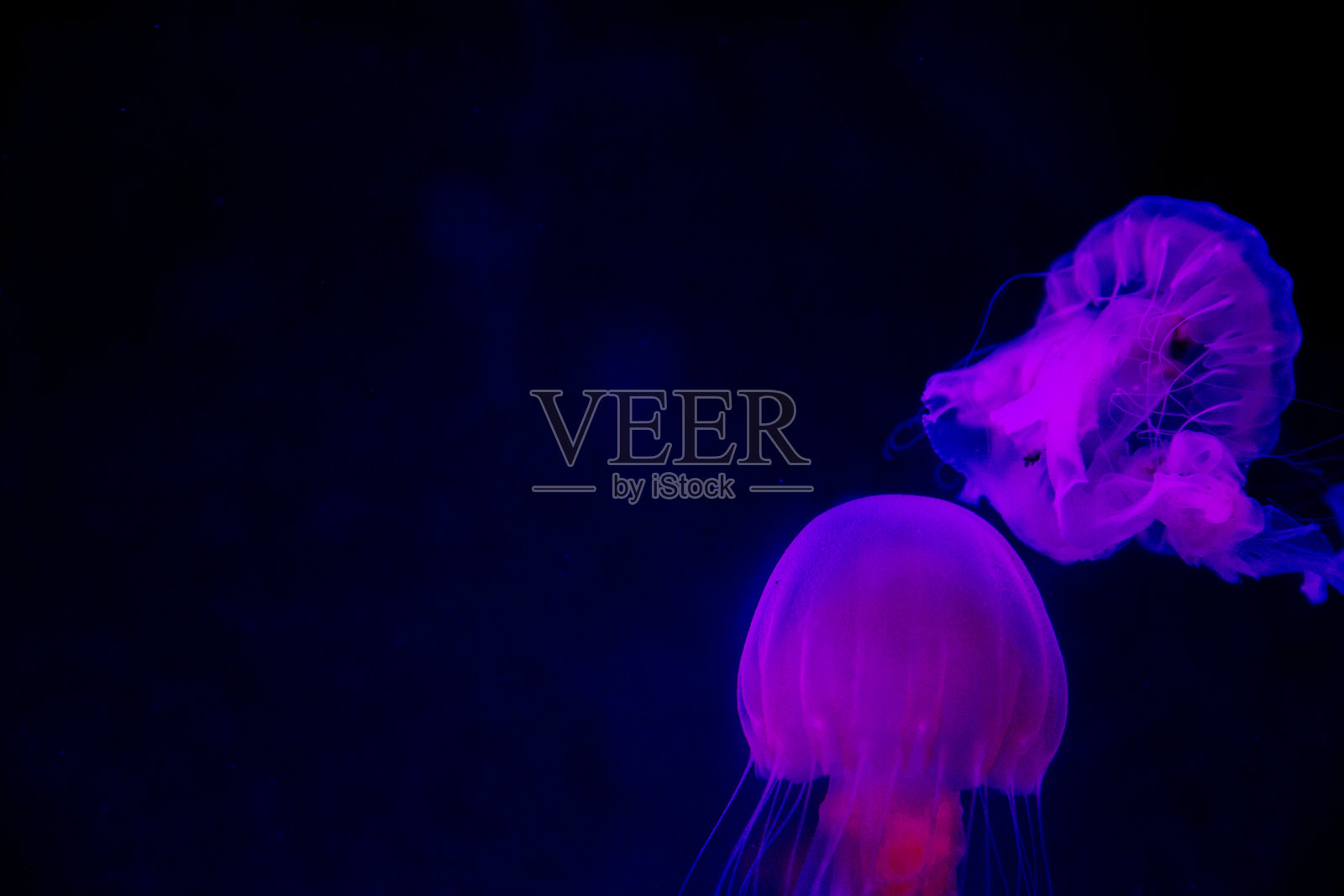 两只色彩斑斓的水母照片摄影图片