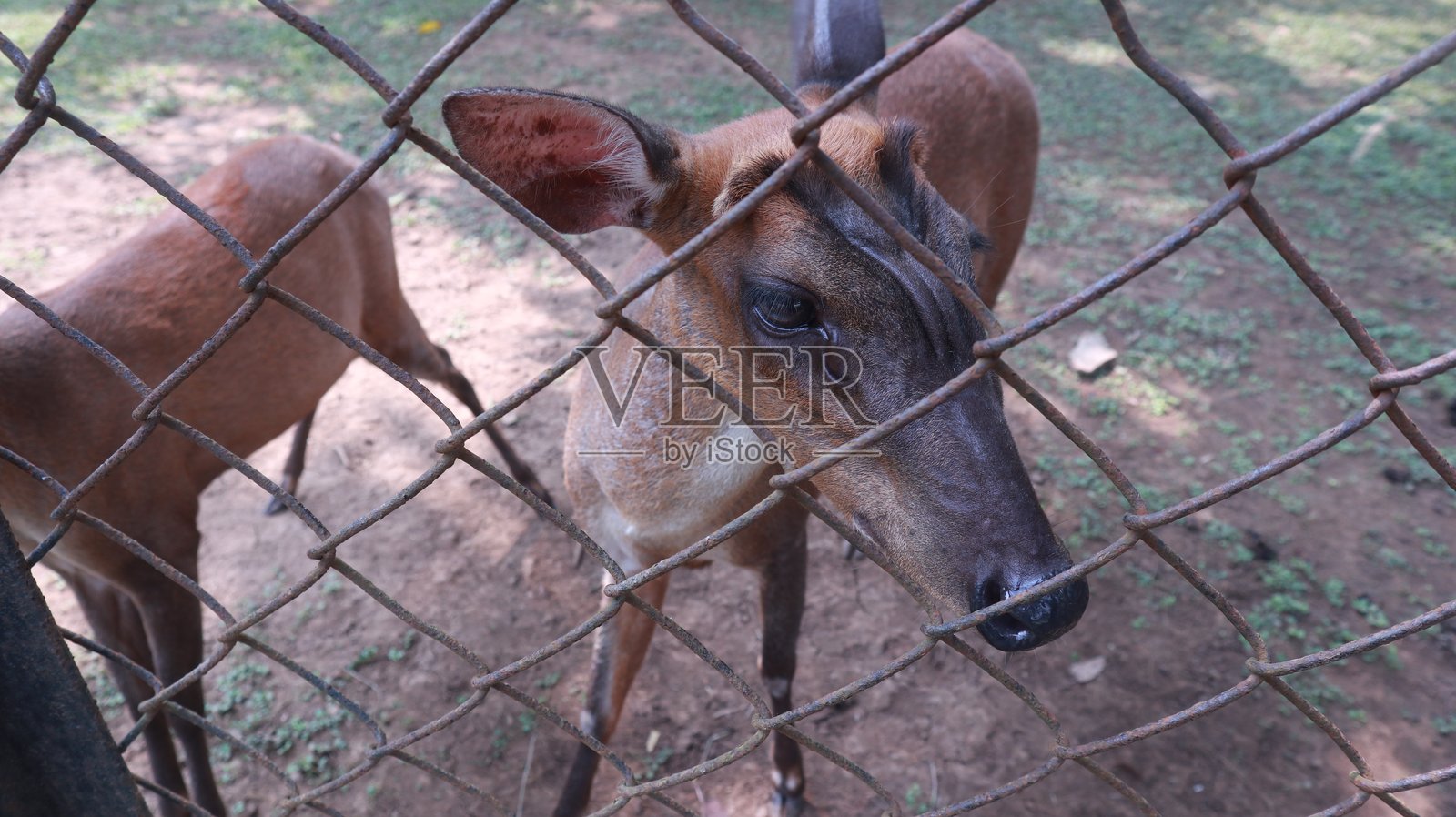 动物园里的斑点鹿群照片摄影图片