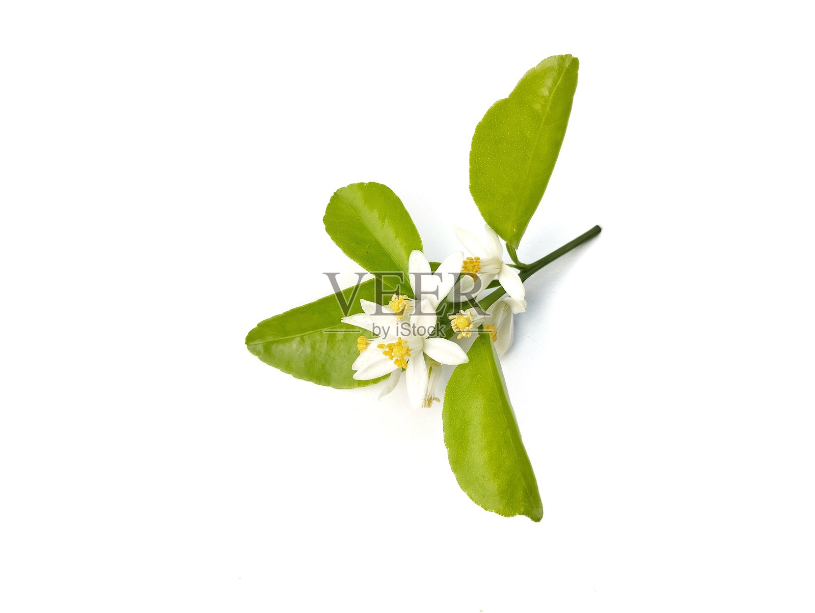 咖喱青柠或马库特叶和花（Citrus hystrix）孤立在白色背景上照片摄影图片