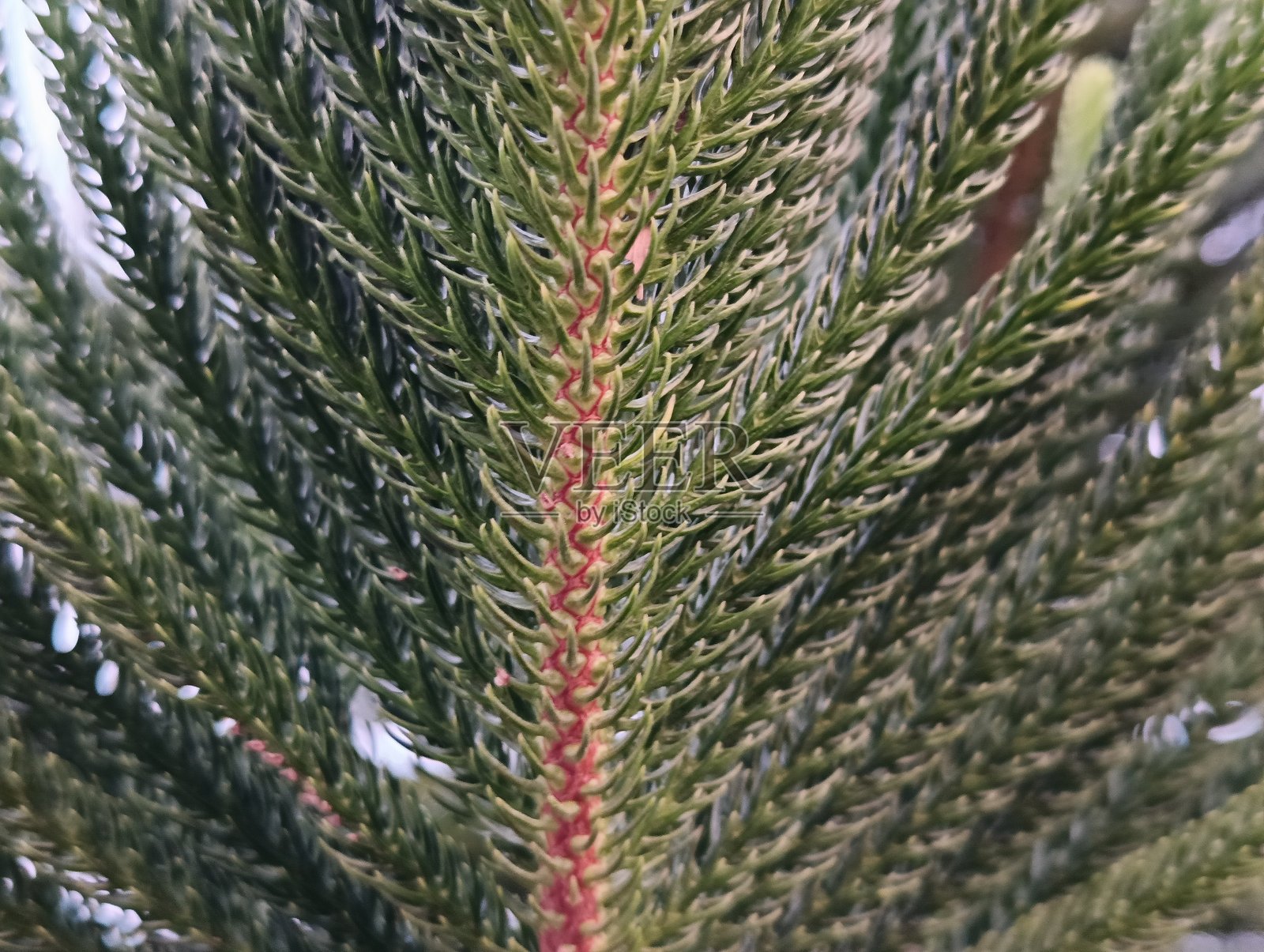 松树用于建筑、家具、纸张和火柴。照片摄影图片