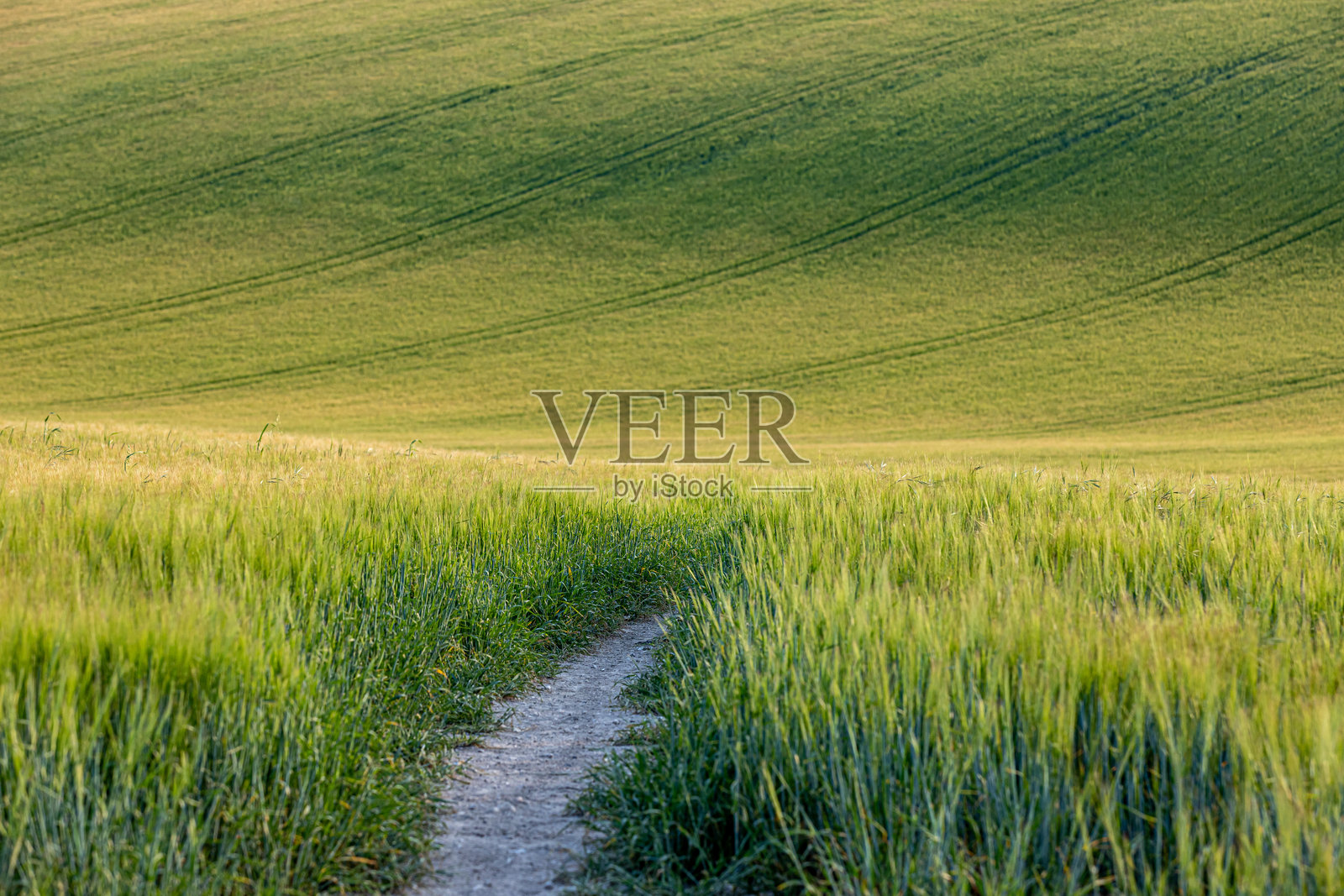 一幅全景照片，展示了萨塞克斯乡村的谷物田，田间有一条小路穿过。照片摄影图片