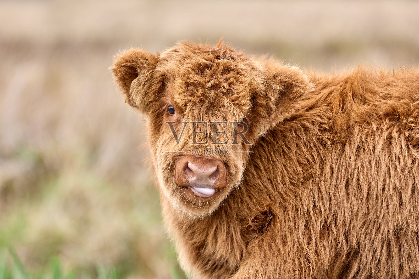 苏格兰高地牛犊在苏格兰的牧场上照片摄影图片