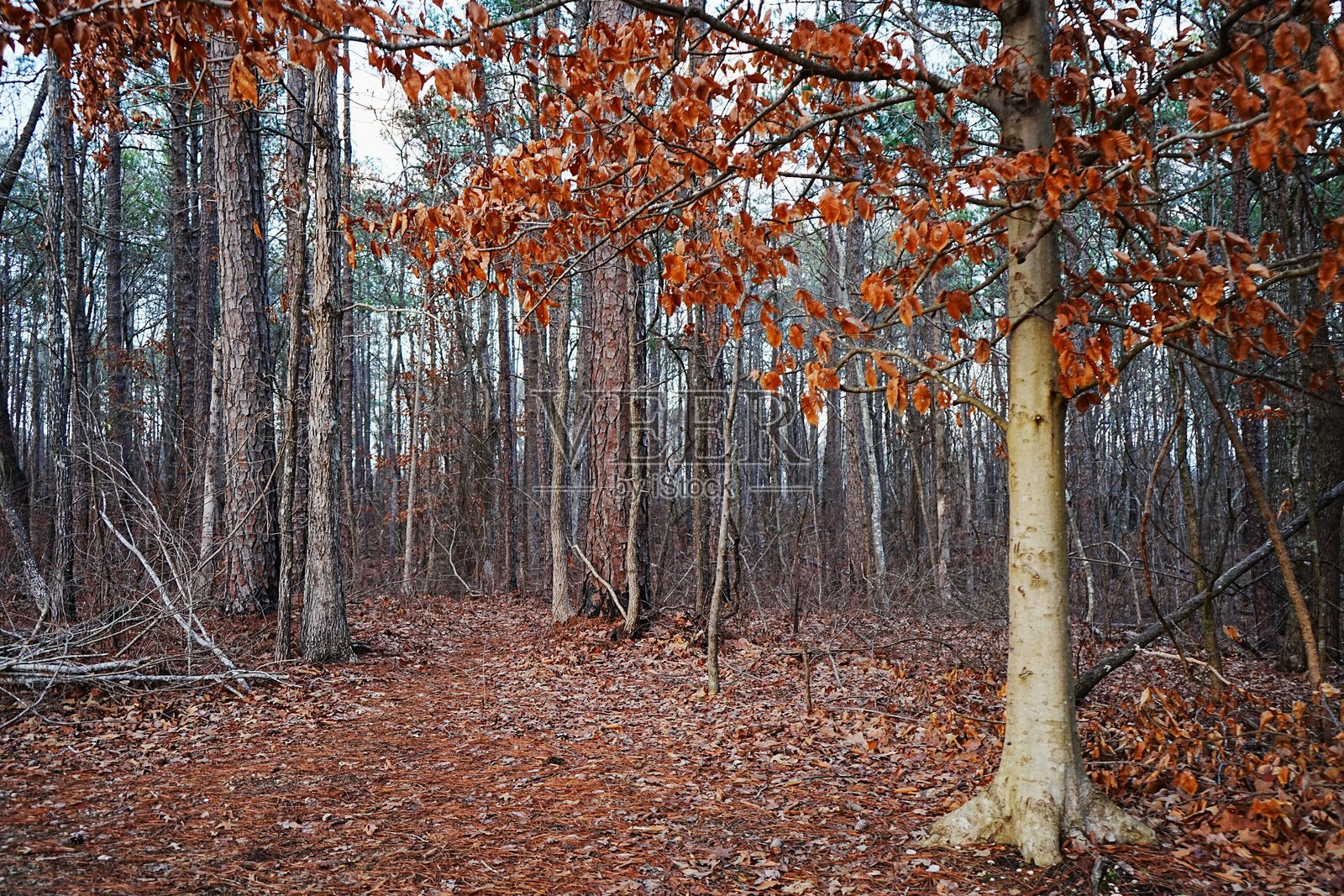 波特间隙小径，塔拉迪加国家森林，阿拉巴马州照片摄影图片