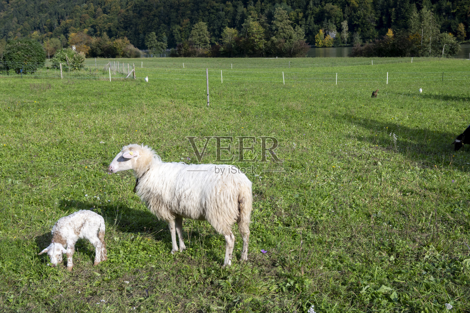 巴伐利亚绿草地上的羊和小羊照片摄影图片