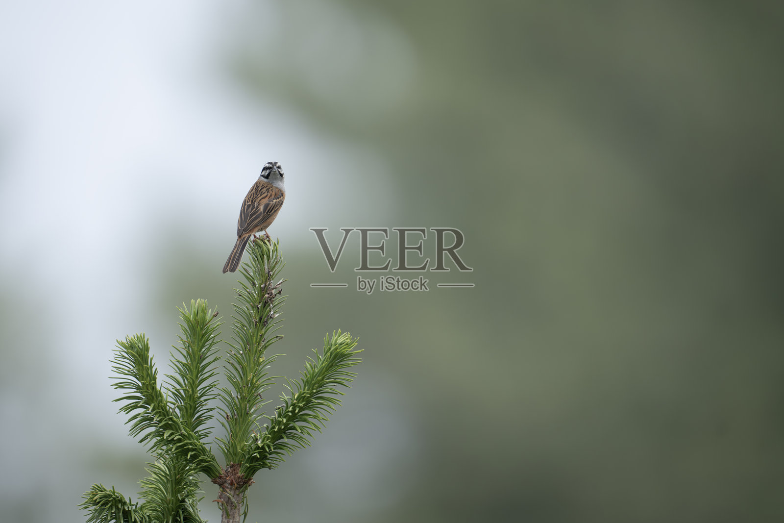 岩雀栖息在森林中的松树上照片摄影图片