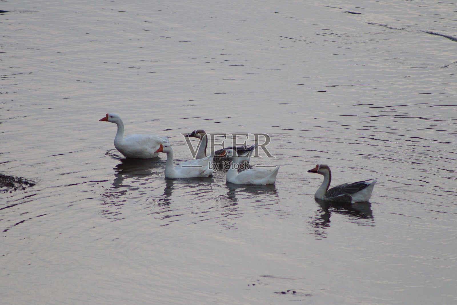 在萨普塔拉旅行时，美丽可爱的鸭子在湖中游泳照片摄影图片