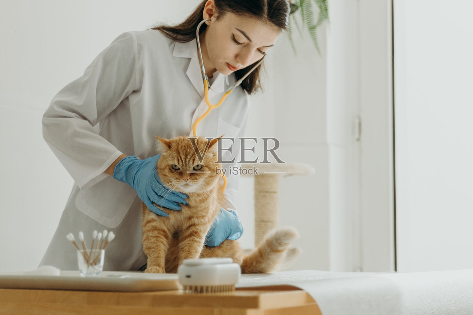 一位年轻的兽医用听诊器听一只红色猫咪的心跳。照片摄影图片