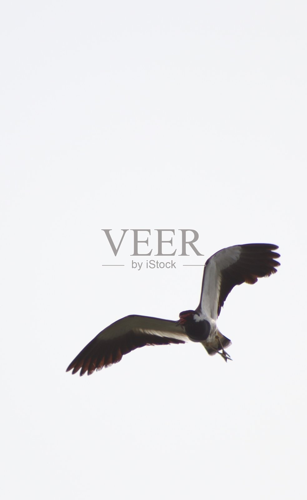 在纳尔萨罗瓦湖旅行时拍摄的美丽可爱的小白鹭鸟照片照片摄影图片