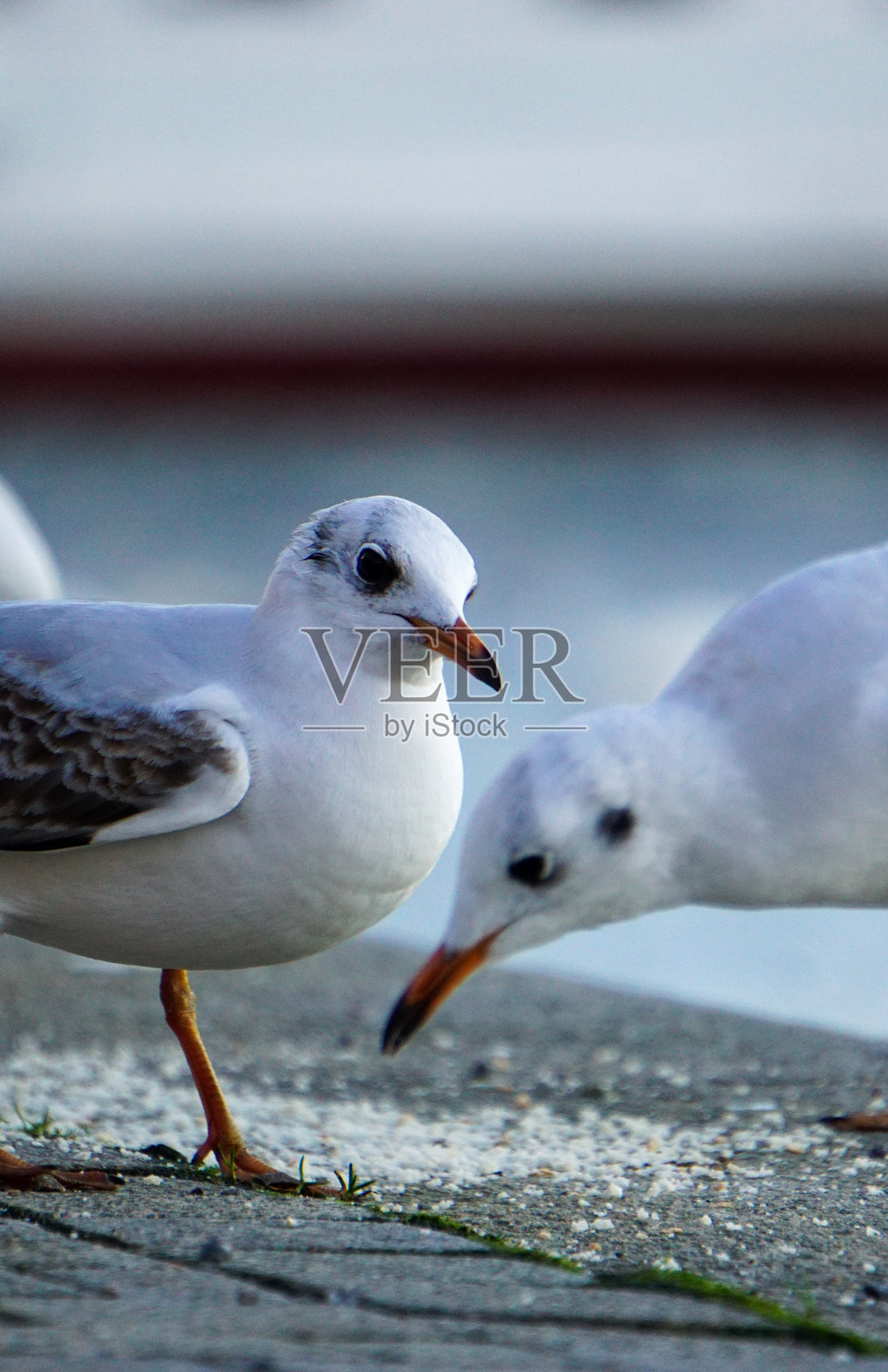 海鸥的特写镜头照片摄影图片