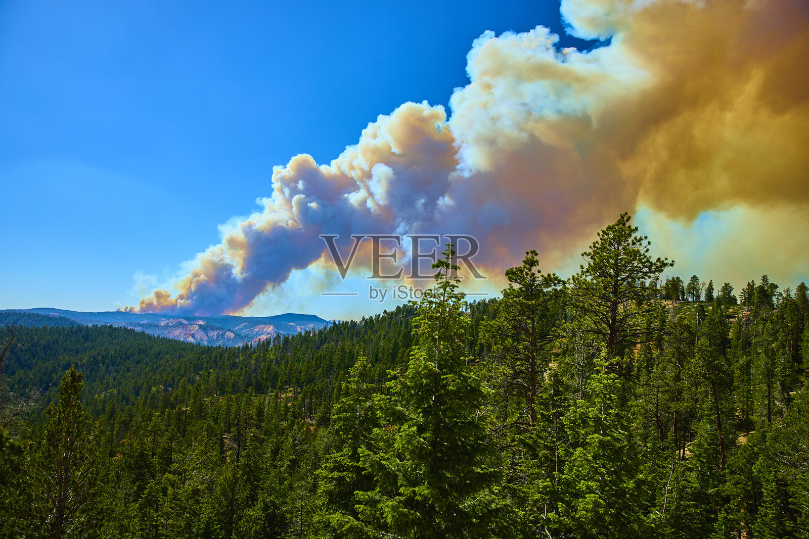 布莱斯峡谷国家公园犹他州松林上空的野火烟雾风景大道照片摄影图片