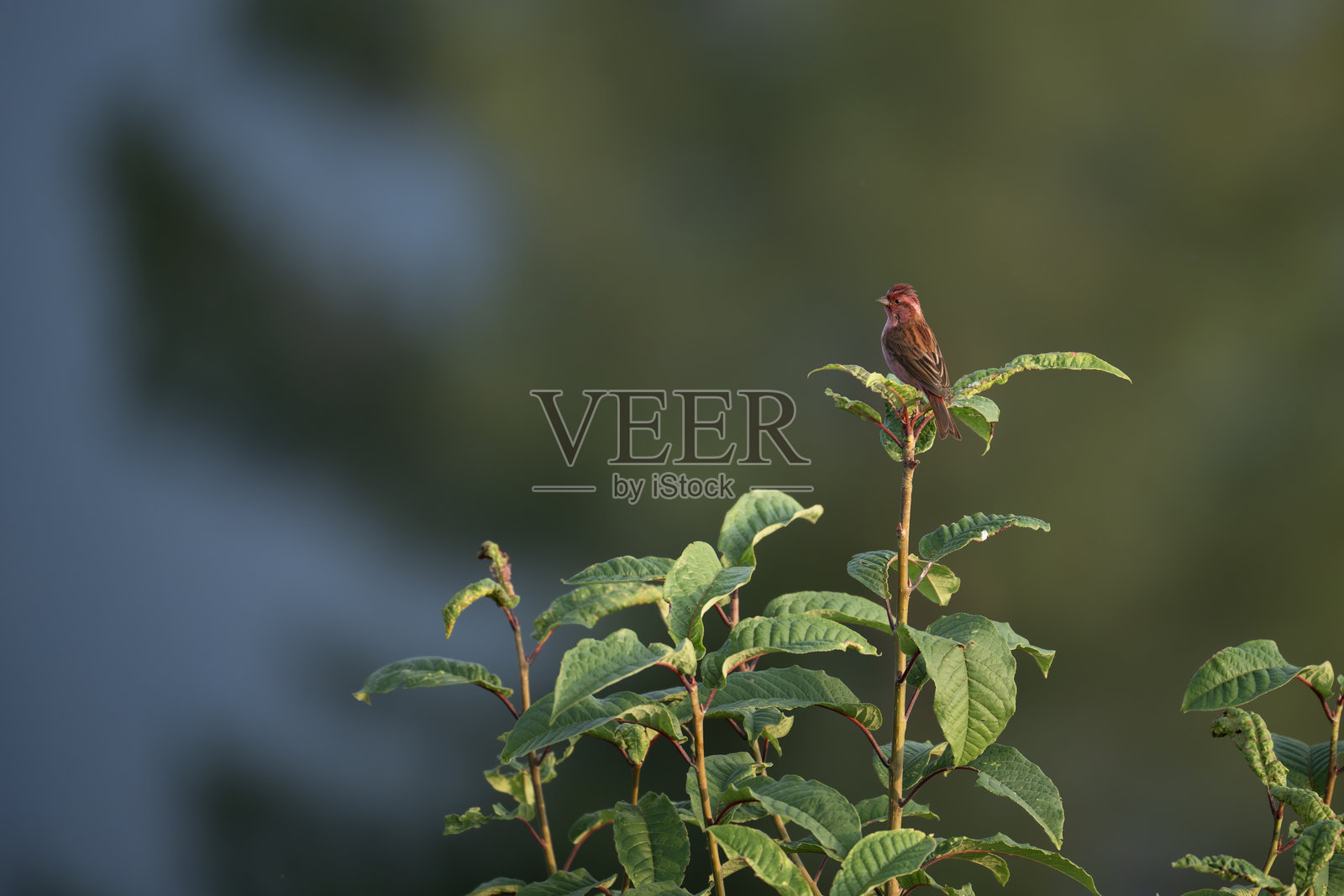 粉眉玫瑰雀栖息在树枝上。照片摄影图片