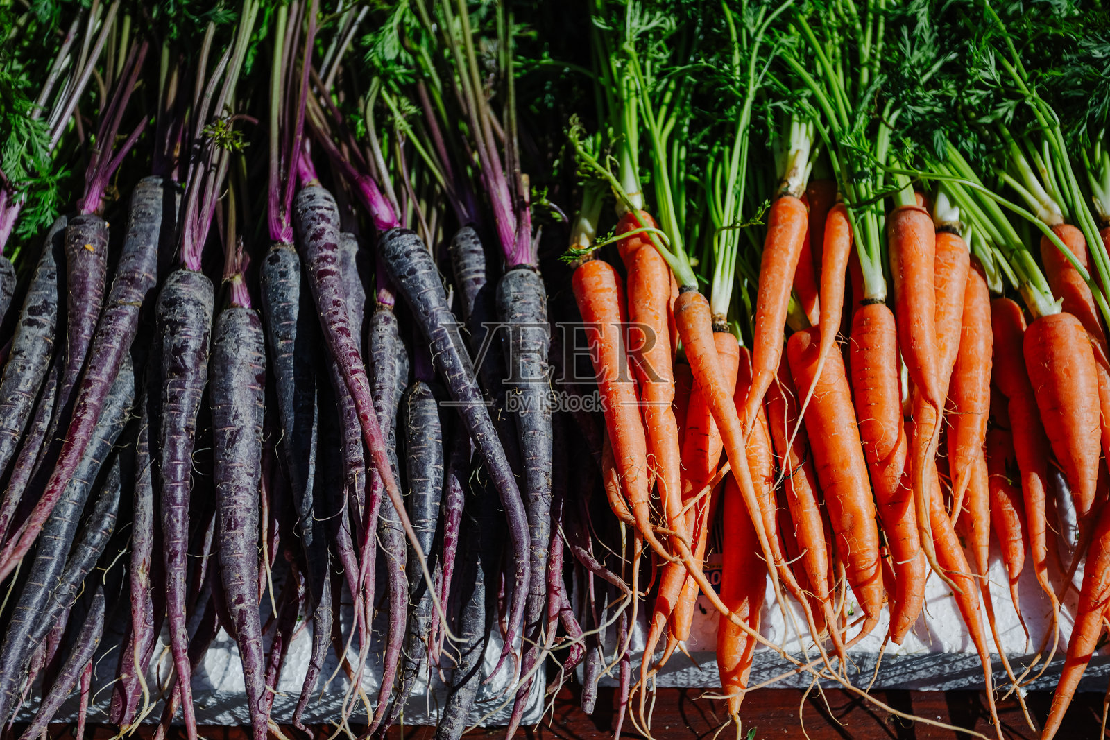 新鲜采摘的传家宝胡萝卜，颜色有黄色、紫色和橙色照片摄影图片