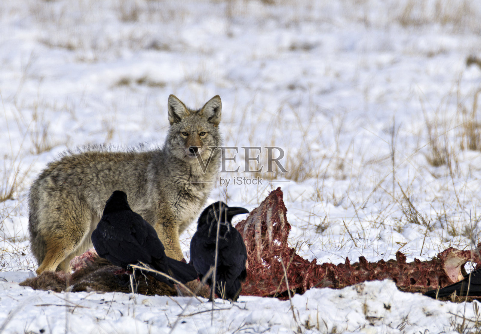 大提顿国家公园照片摄影图片