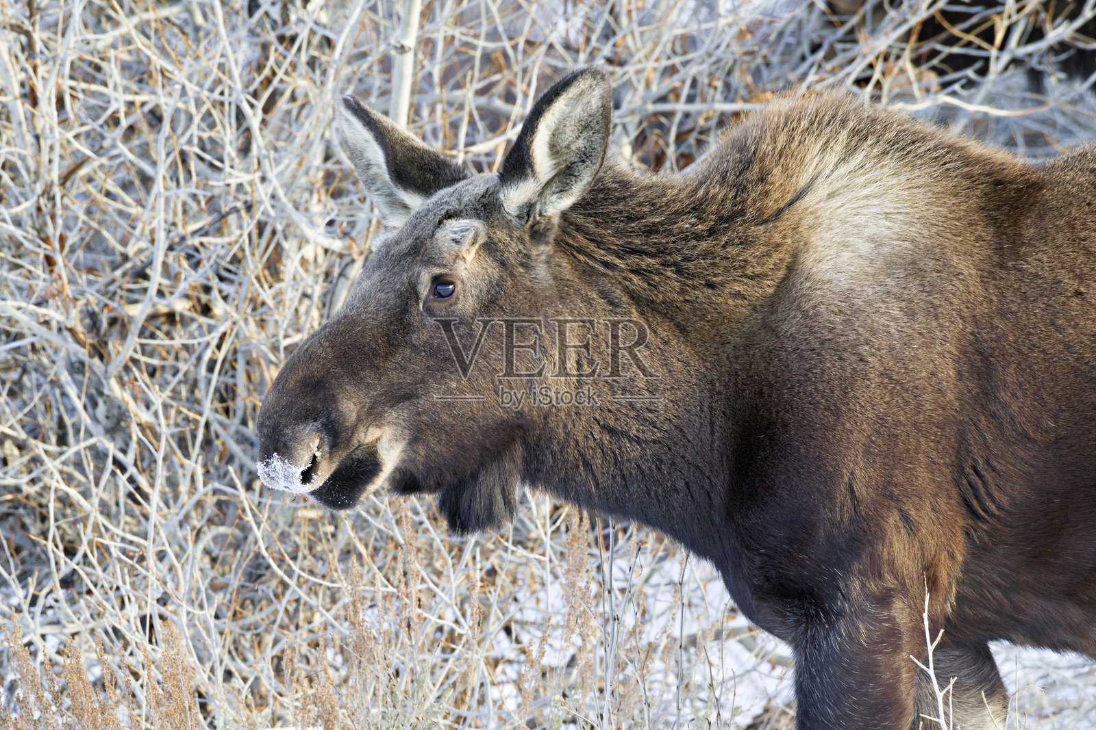 大提顿国家公园照片摄影图片