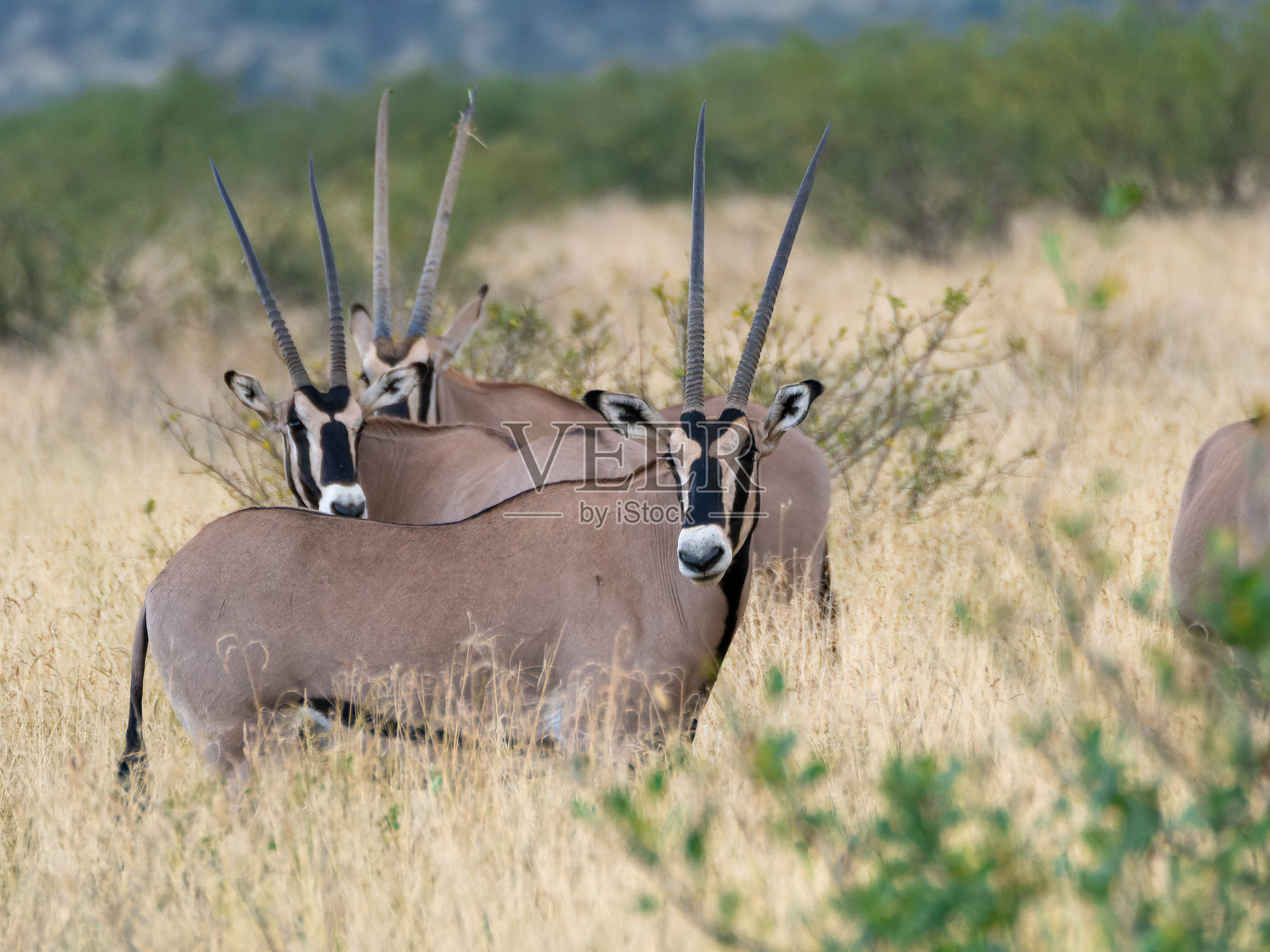 一小群贝萨羚羊照片摄影图片