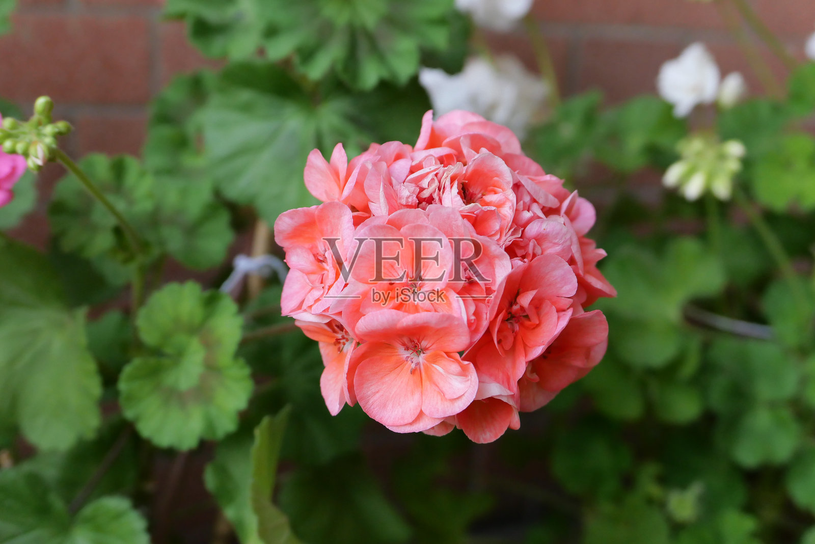 天竺葵粉色花朵，科学分类：天竺葵目照片摄影图片