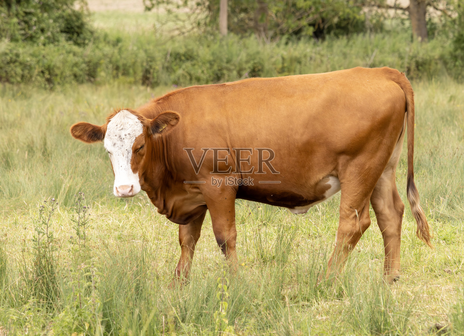 公牛照片摄影图片