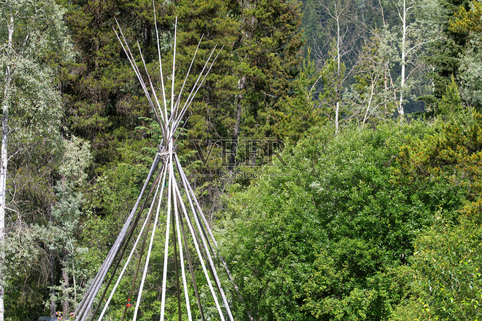 森林和帐篷杆照片摄影图片