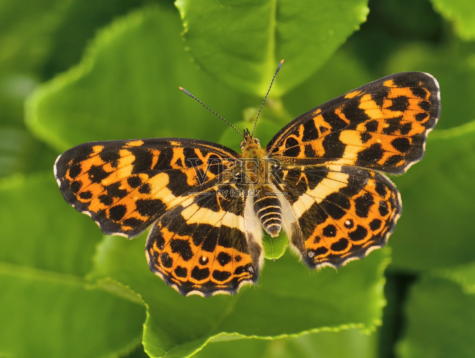 蝴蝶在叶子上授粉的特写镜头照片摄影图片