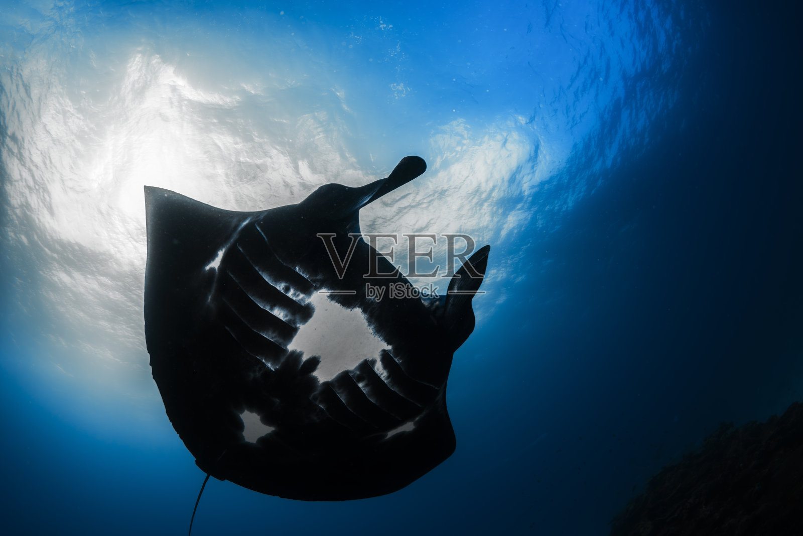 优雅的巨人照片摄影图片