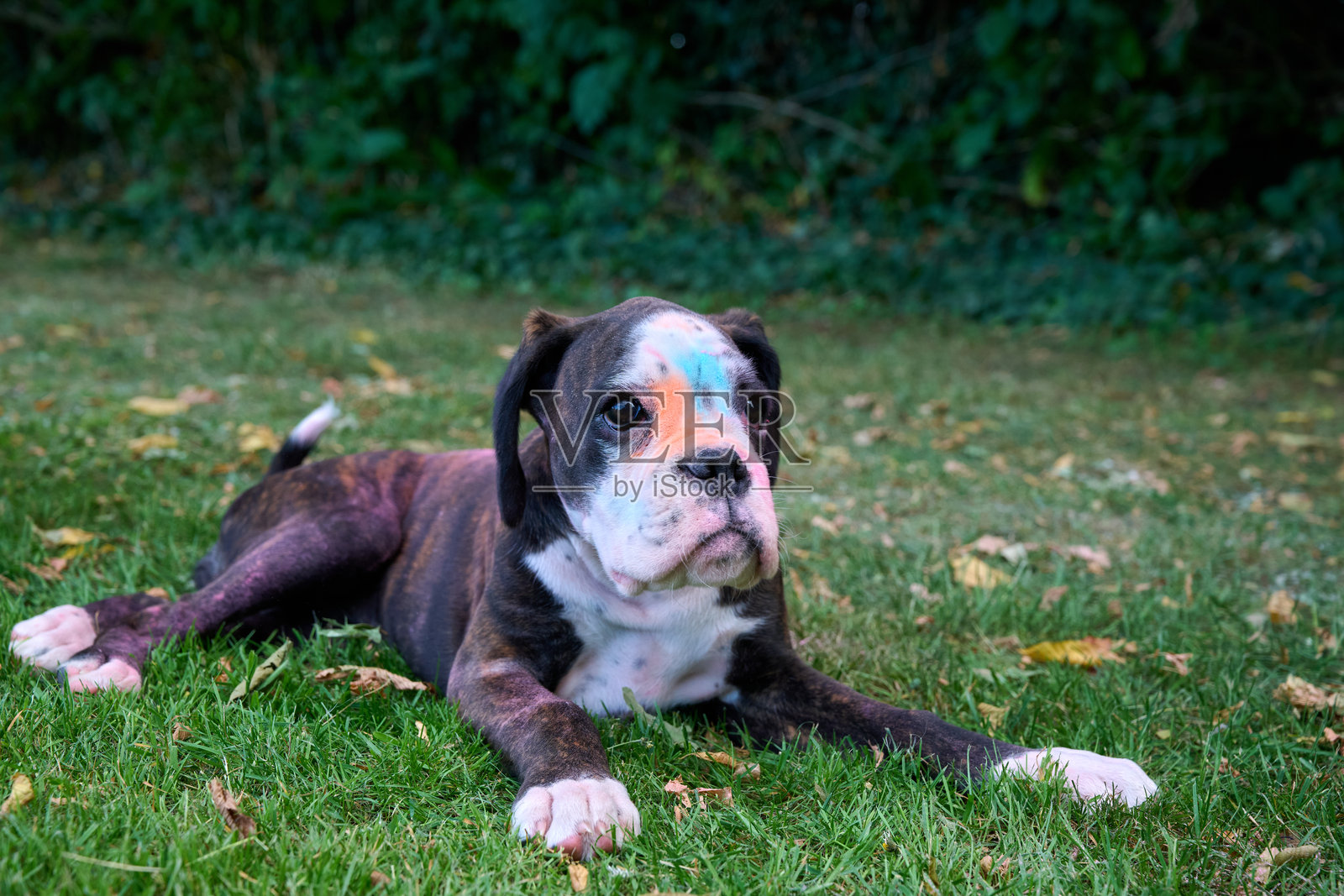 拳师犬幼犬与彩色粉末照片摄影图片