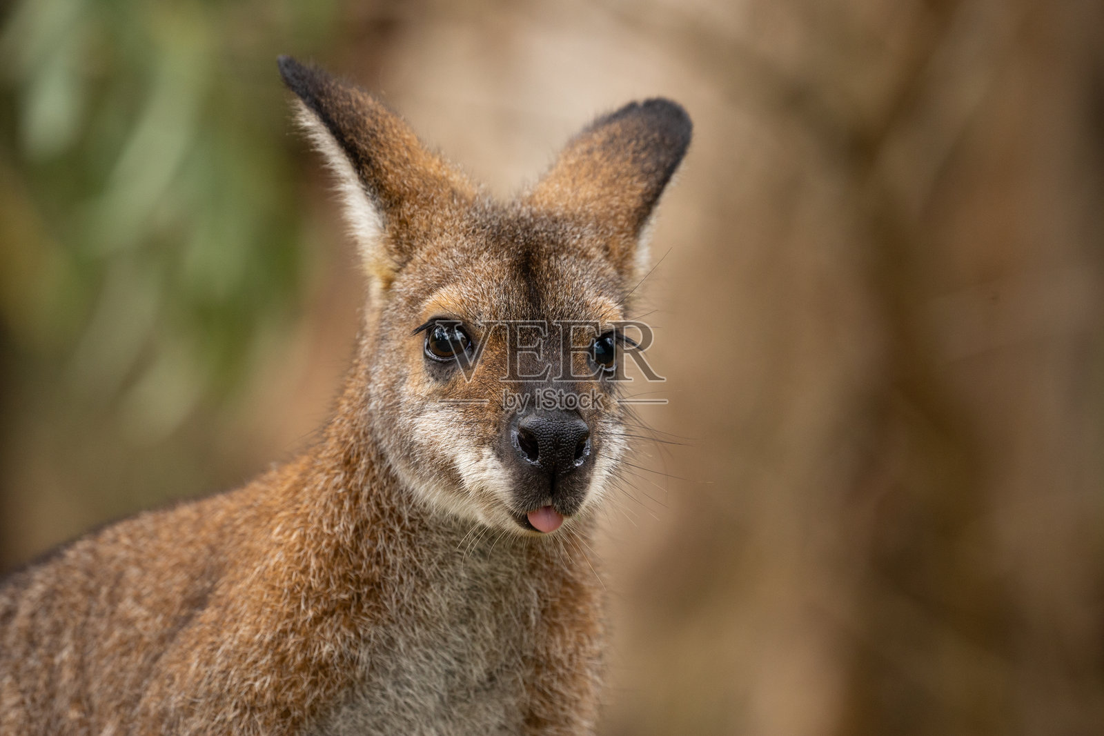 一只小巧可爱的袋鼠（Macropus rufogriseus）在澳大利亚国家公园阳光明媚的空地上啃食新鲜的绿草，舌头伸出。照片摄影图片
