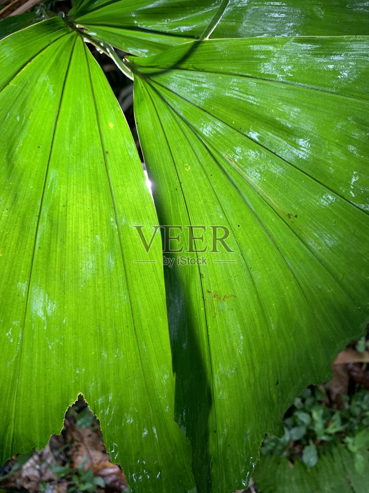 带有光线的叶子照片摄影图片