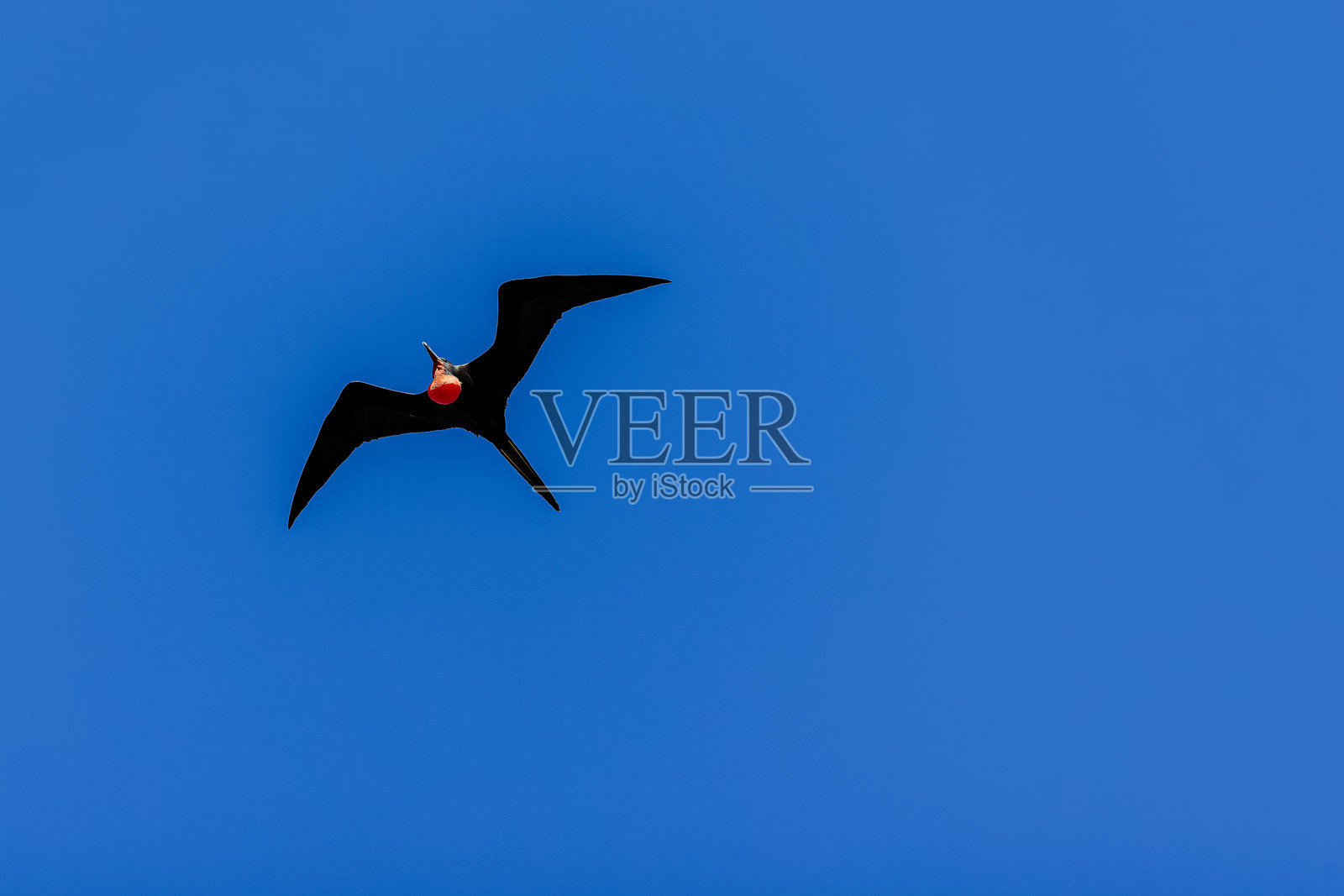 信天翁照片摄影图片