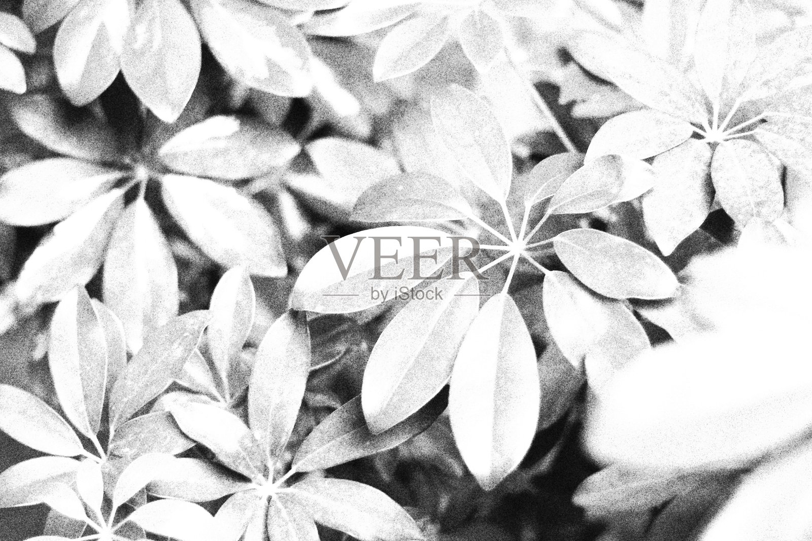 伽蓝菜。单色黑白色调照片摄影图片