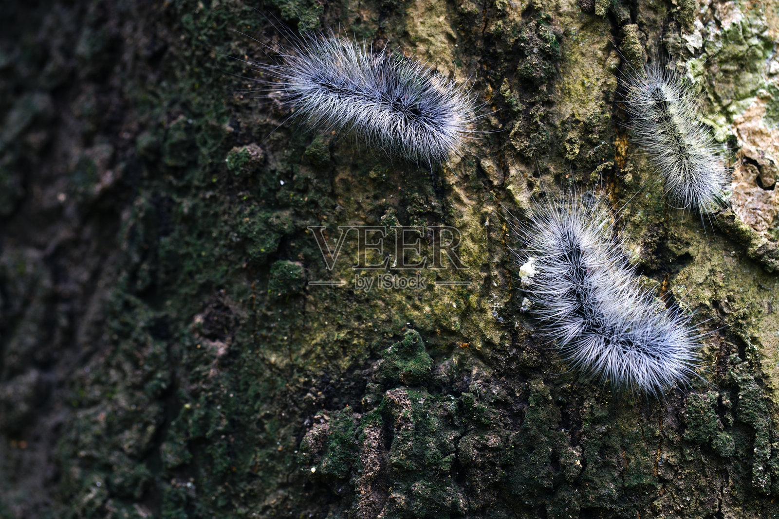 毛茸茸的毛虫在自然栖息地的树皮上爬行照片摄影图片