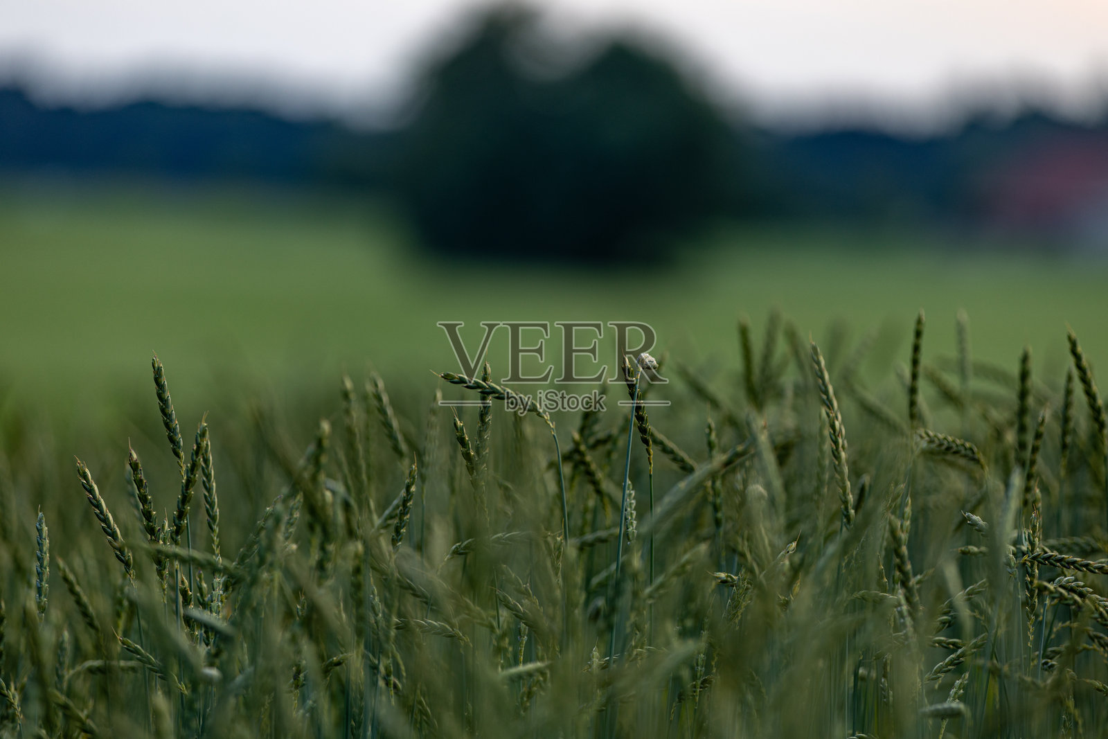 瑞士低地的麦田、绿色草地和洋甘菊草地照片摄影图片