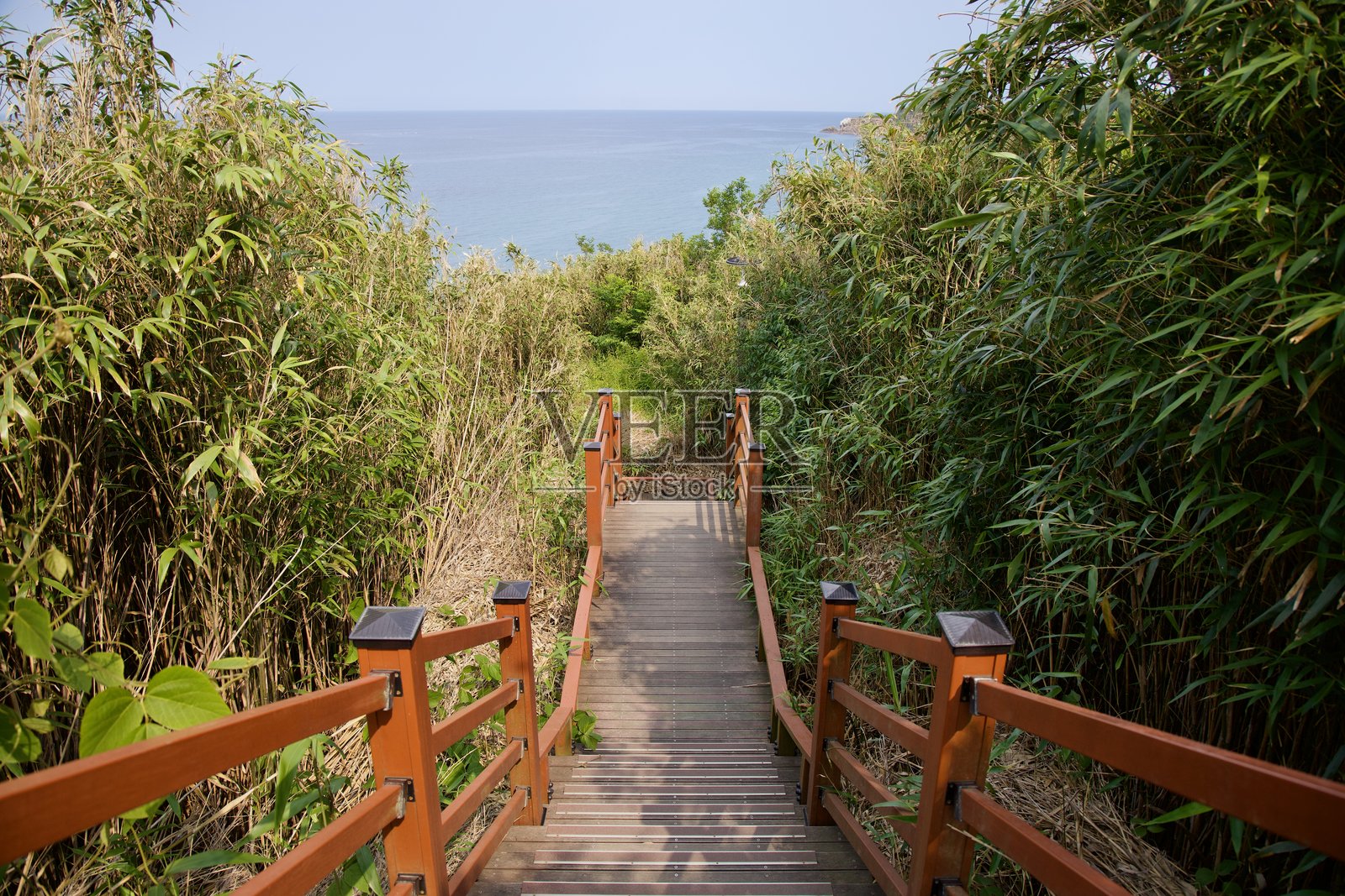 木制楼梯穿过竹林通向东海景观照片摄影图片